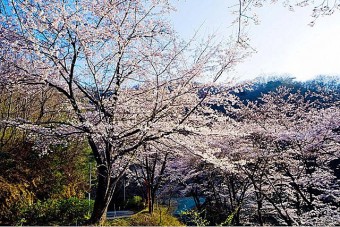 牛伏山自然公園の桜