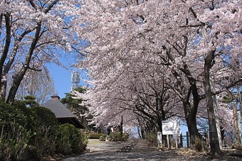 林道わきに続く千本桜