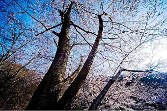 牛伏山自然公園の桜