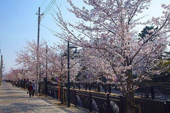 見ごろ（例年）は、3月下旬～4月上旬