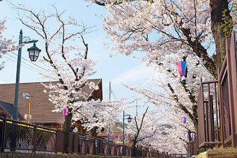 八瀬川畔の桜