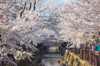 八瀬川畔の桜