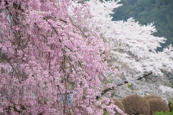 宝積寺のしだれ桜