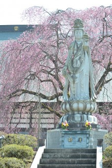 樹齢140年のしだれ桜