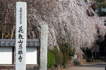 慈眼寺のしだれ桜