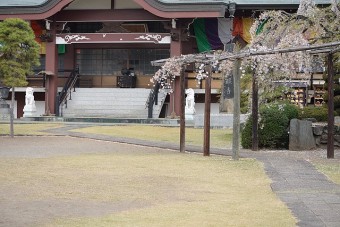 春になるとしだれ桜で賑やかになります