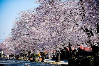 見ごろ（例年）は、4月上旬～中旬