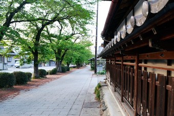 城下町の桜並木通り