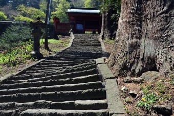 杉の木によって押し上げられた参道石段