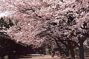 春の高崎公園