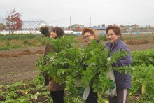 旬野菜の収穫は大人も楽しめる