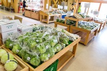 採りたての新鮮野菜