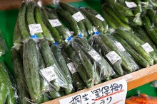 季節の採れたて野菜