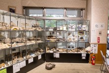 化石の展示
