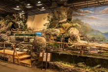 上中下流に棲む魚を展示