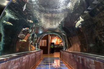水産学習館の「淡水魚のトンネル水槽」