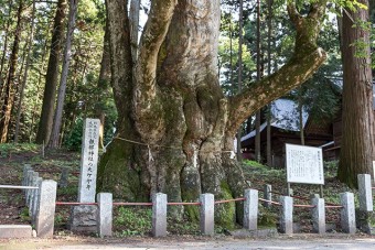 道の向かいにある大ケヤキ