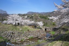 春には桜が満開になる