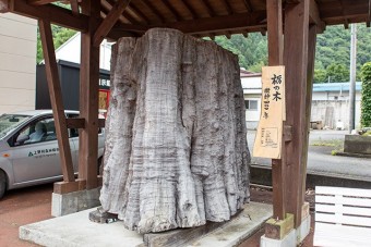 樹齢400年の栃の木が目印