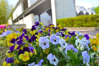 美術館周辺には色とりどりの花々が・・・