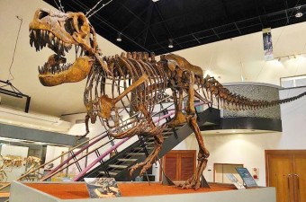 タルボサウルス・バタールの骨格標本