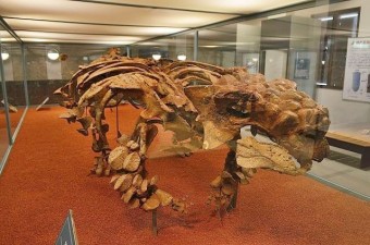 サイカニア・クルサネンシスの骨格標本