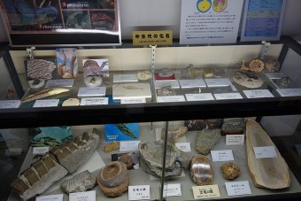 世界の化石　