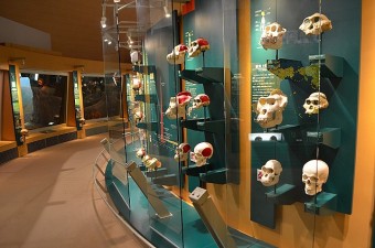 ヒトと動物の頭蓋骨の比較