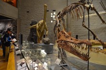 実物大のジオラマと化石
