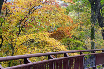 遊歩道からゆったりと紅葉を眺めることができる