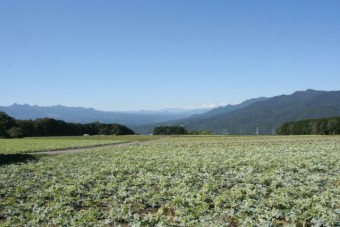 一歩離れると広大なキャベツ畑が広がる