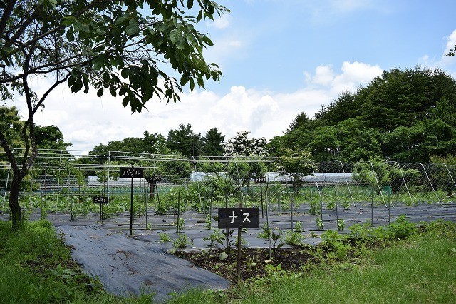 野菜、ハーブ、ベリー類などの恵み。収穫体験ができる菜園。