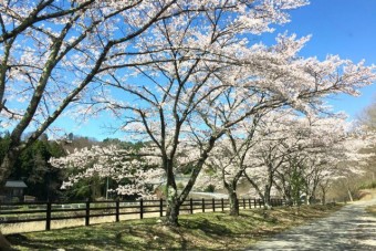 桜の見ごろは4月20日前後。人気の季節だ。