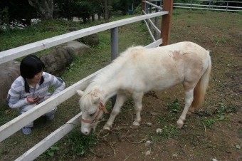 ポニー引き馬体験あり。