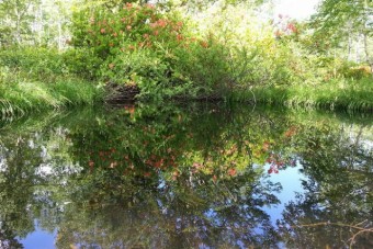 場内にあるモリアオガエルの池。