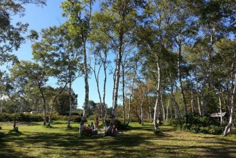 シラカバの木々に囲まれるテントサイト。