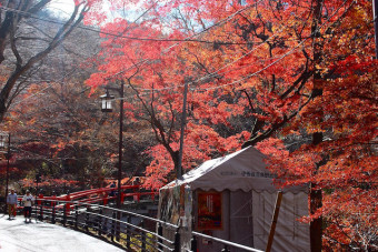 湯元付近の鮮やかな紅葉