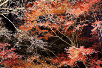 ライトアップされた紅葉は幽玄な雰囲気