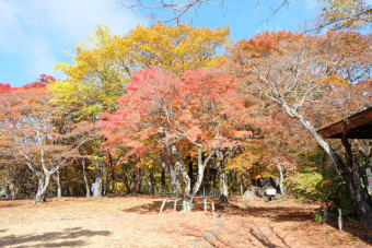 園内を一周するだけであらゆる紅葉を満喫できる