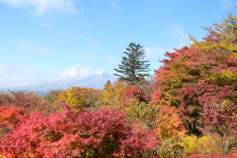 青空と紅葉。まさに絶景