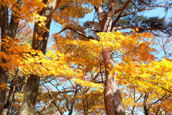 軽井沢の紅葉のピークは10月下旬頃