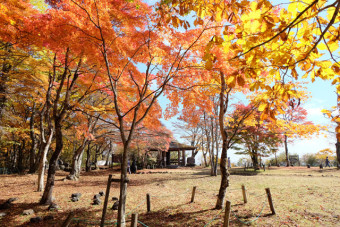 紅葉の色の組み合わせが幻想的で美しい