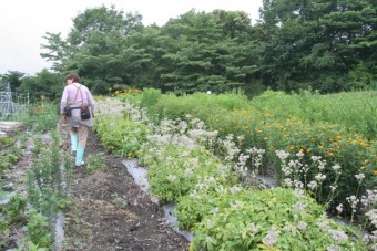 自家農園「きたかる菜園」