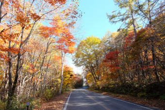 濃く色づいた紅葉に囲まれてのドライブ