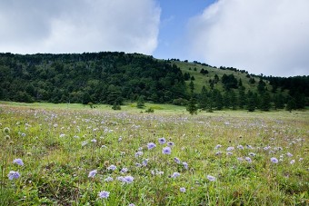 夏の池の平湿原