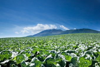 浅間山とどこまでも広がるキャベツ畑。