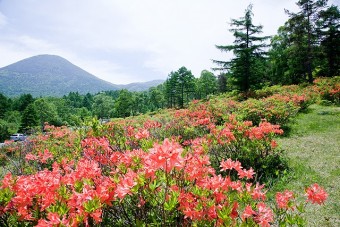 6月中旬には、湯の丸高原がレンゲツツジで染まる。