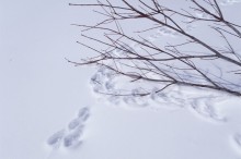 冬の森には動物の足跡も