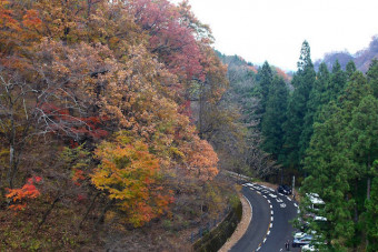 道路に面して紅葉する木々