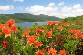 6月のレンゲツツジ。高山植物の宝庫だ。